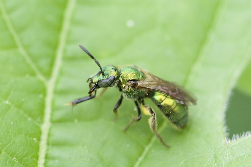 Golden Sweat Bee