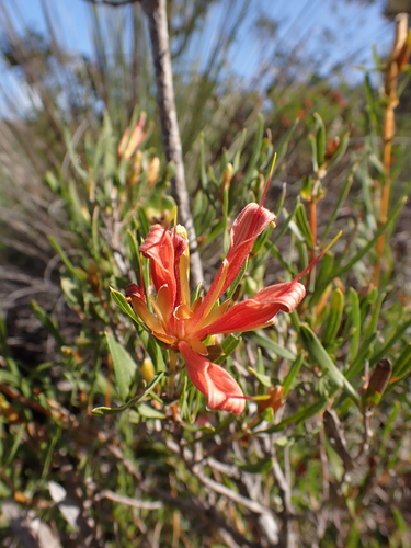 Image of Lambertia multiflora by (c) Nina Kerr, some rights reserved (CC BY)