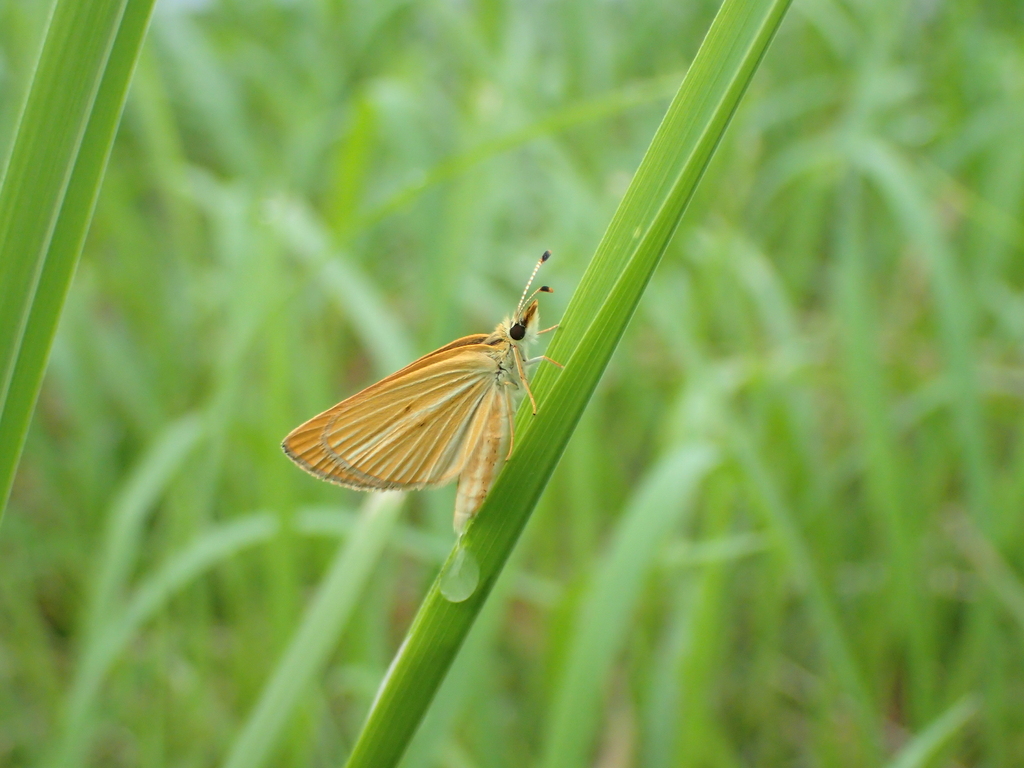 ギンイチモンジセセリ夏型