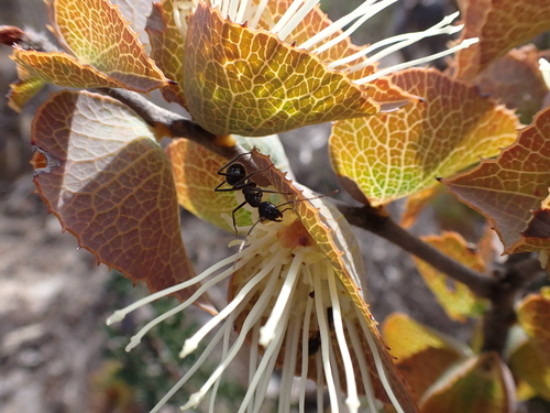 Image of Hakea conchifolia by (c) Nina Kerr, some rights reserved (CC BY)