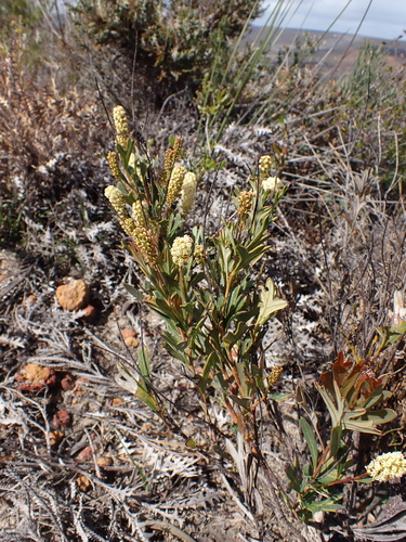 Image of Catkin Grevillea (Grevillea synapheae) by (c) Nina Kerr, some rights reserved (CC BY)