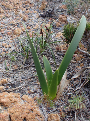 Haemodorum venosum (Haemodorum venosum)