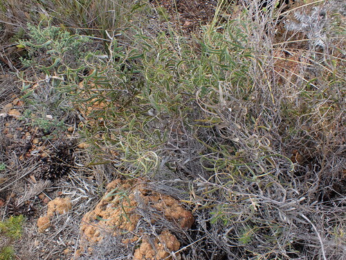 Image of Hakea stenocarpa by (c) Nina Kerr, some rights reserved (CC BY)