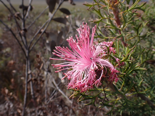 Image of Isopogon dubius by (c) Nina Kerr, some rights reserved (CC BY)