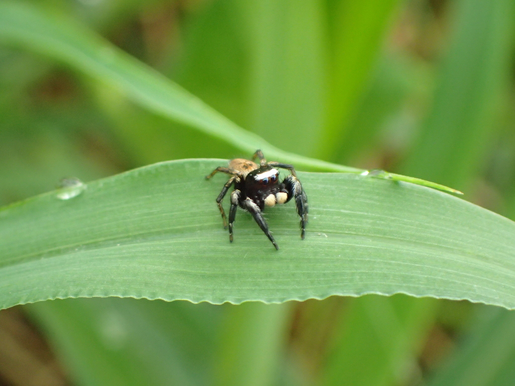 マミジロハエトリのオス