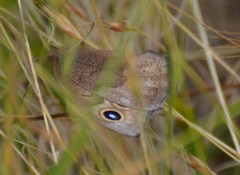 Cercyonis pegala boopis