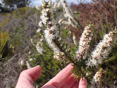 Image of Hakea costata by (c) Nina Kerr, some rights reserved (CC BY)