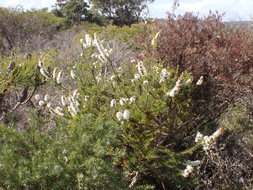 Image of Hakea costata by (c) Nina Kerr, some rights reserved (CC BY)