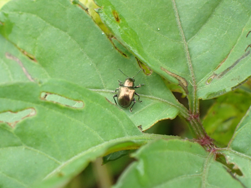 ドウガネサルハムシ