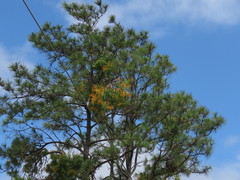 Psittacanthus angustifolius