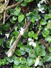 Viola adenothrix