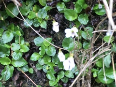 Viola adenothrix