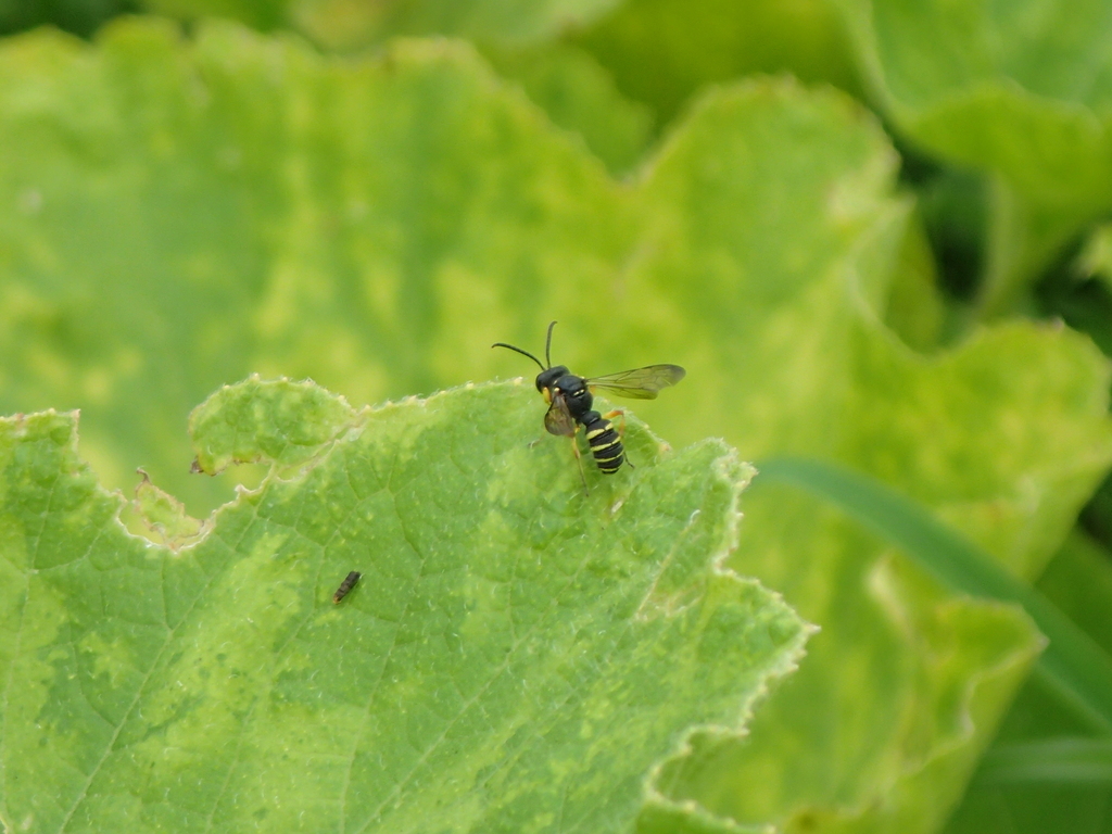 アカアシツチスガリ