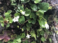 Viola adenothrix