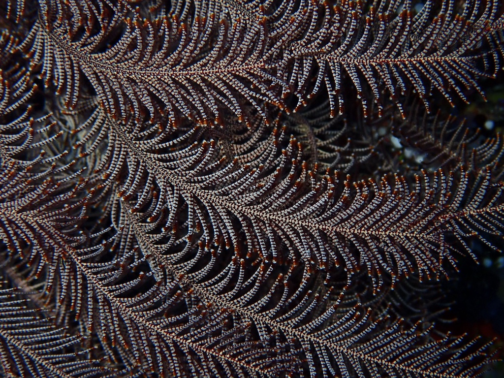 Extraordinary Feather Star