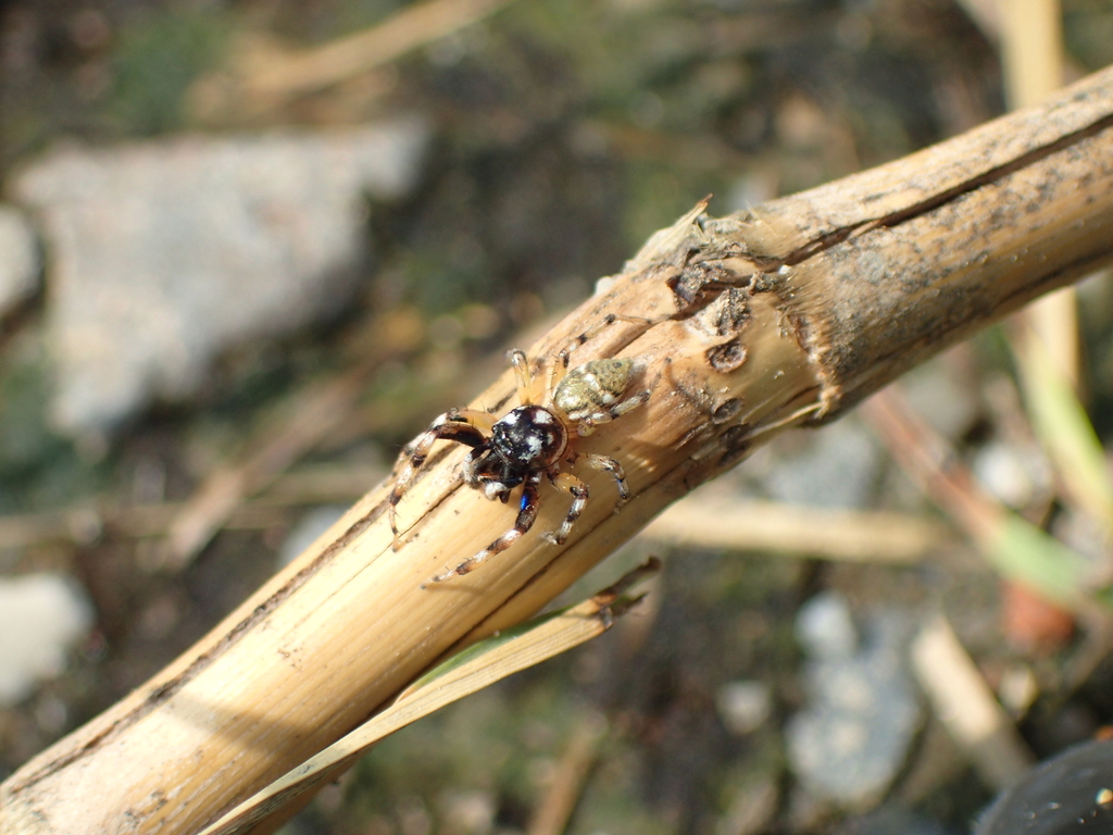 メガネアサヒハエトリ♂