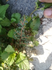 Euphorbia velleriflora