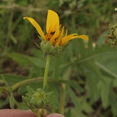 Engelmannia peristenia