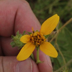 Engelmannia peristenia