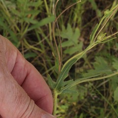 Engelmannia peristenia