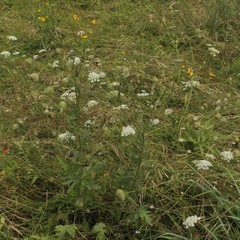 Engelmannia peristenia