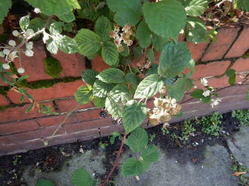 Image of Rubus vestitus by no rights reserved