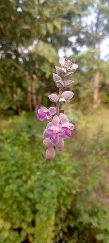 Guinean Sunbell