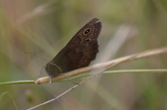 Cercyonis pegala boopis