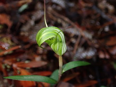 Pterostylis brumalis