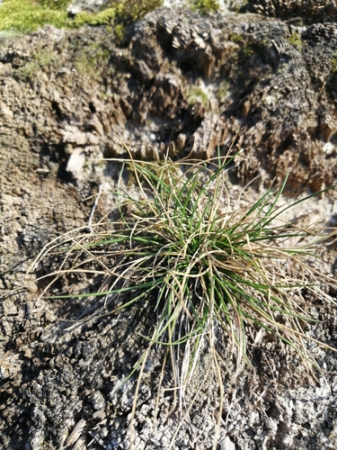 Festuca ovina iNat (3)