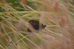 Cercyonis pegala boopis