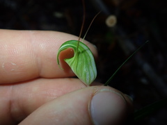 Pterostylis brumalis