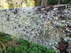 Hypogymnia subphysodes