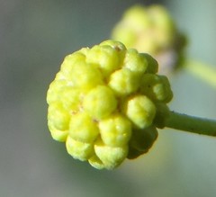 Acacia victoriae