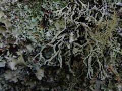 Hypogymnia subphysodes