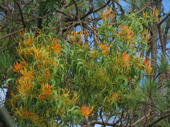 Psittacanthus angustifolius
