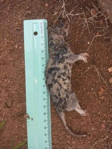 Gray Short-tailed Opossum