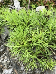 Artemisia morrisonensis