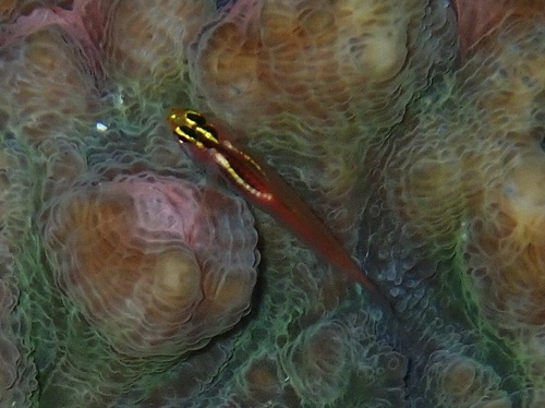 Miki's pygmy goby (Eviota mikiae) — Gobiidae — 5