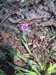 Sisyrinchium scabrum
