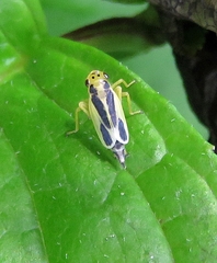 Evacanthus ustanucha