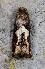 Epiblema otiosana