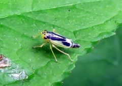 Evacanthus ustanucha