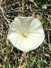 Calystegia longipes