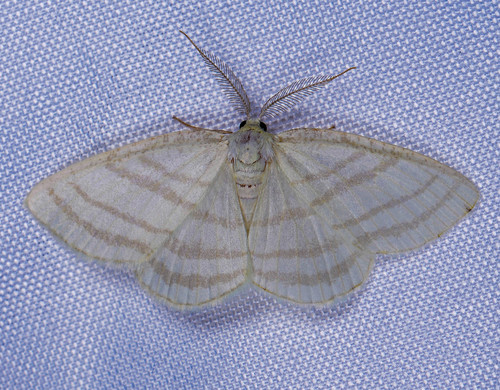 Four-lined Cream Moth photo 3