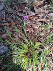 Sisyrinchium scabrum