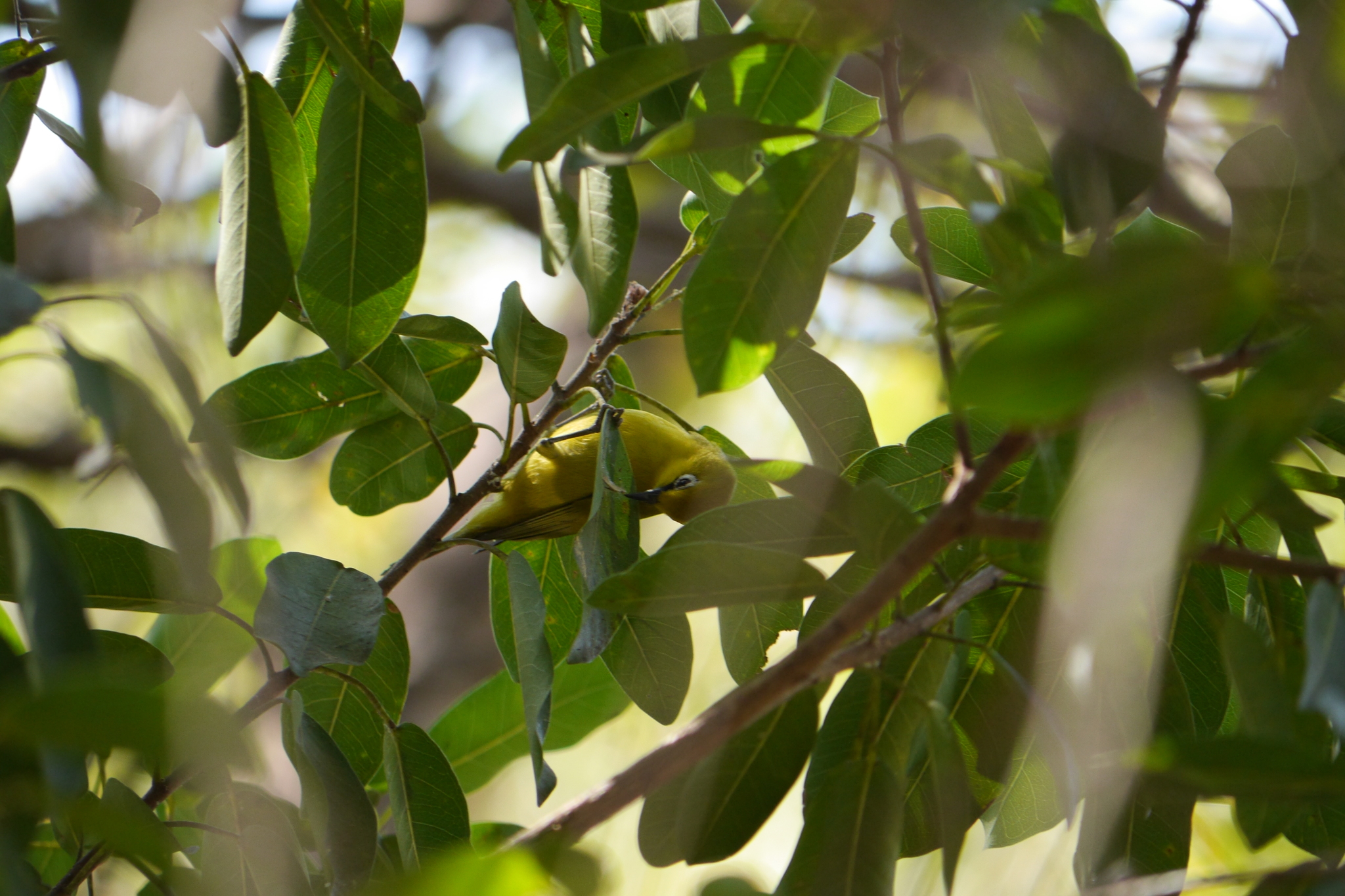 Southern Yellow White-eye (Zosterops anderssoni), photo 5