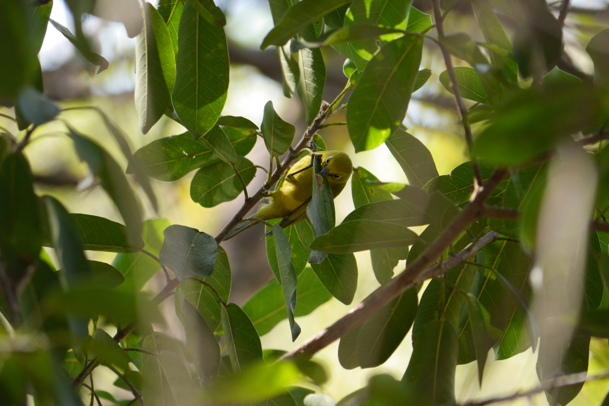 Southern Yellow White-eye (Zosterops anderssoni), photo 4