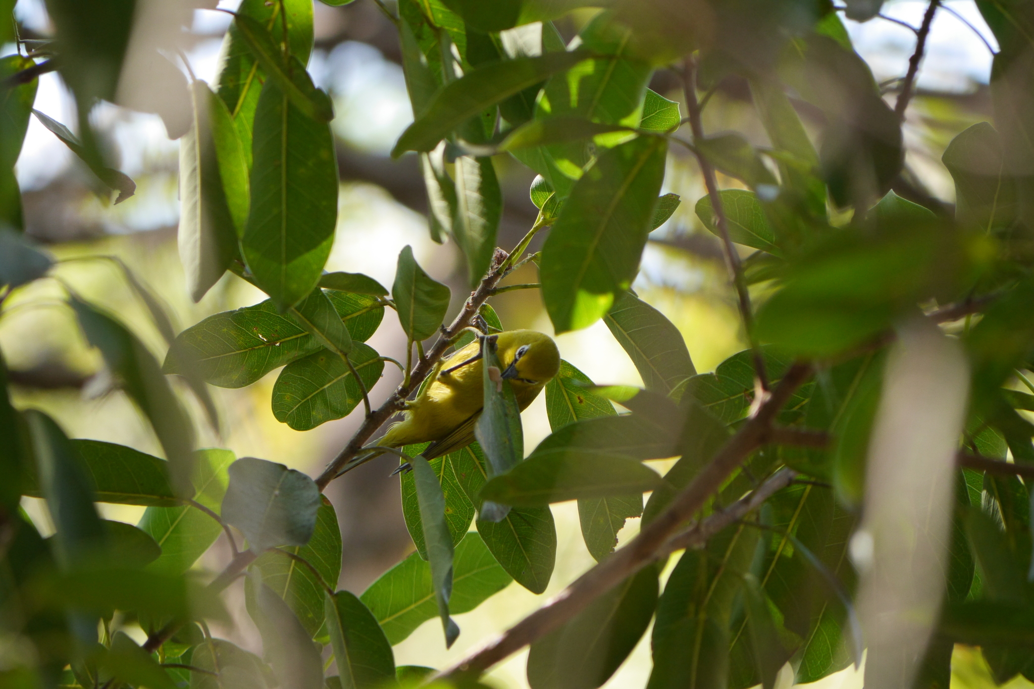 Southern Yellow White-eye (Zosterops anderssoni), photo 3