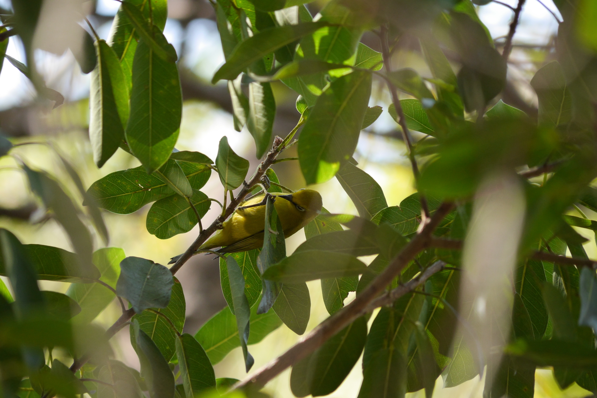 Southern Yellow White-eye (Zosterops anderssoni), photo 6